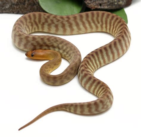 Woma Python (Male) - Dynasty Reptiles