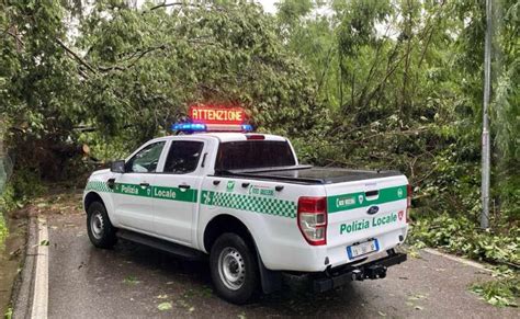 Maltempo Albero Cade Tra Maccagno E Zenna Rinviata L Inaugurazione