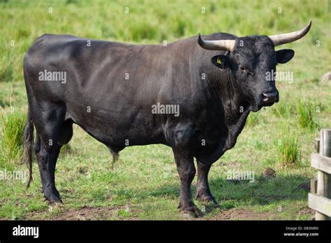 Welsh Black Cattle (Bos taurus). Bull. A docile breed- not all bulls need to be ringed in the ...