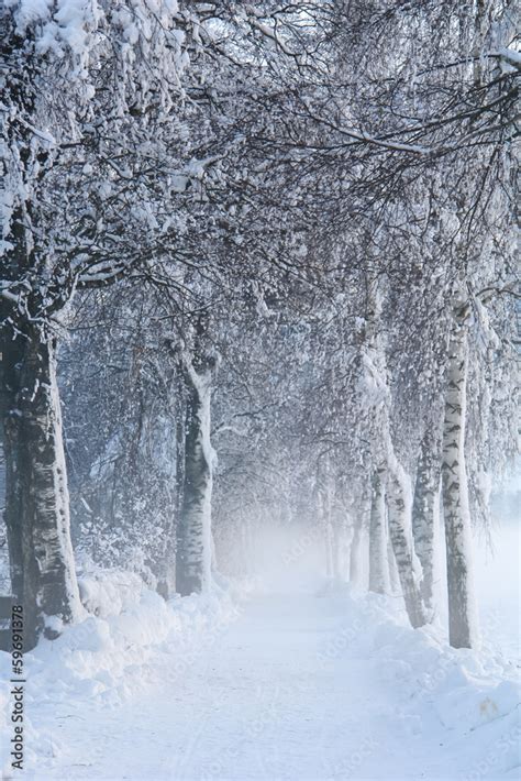 Fototapeta Aleja L D Las Widok Drzewa Dekowizja Pl