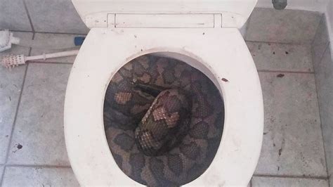 Australia: Thirsty snakes slither into toilets | CNN