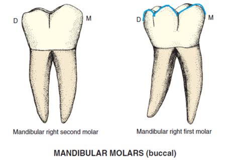 Mandibular Molars Flashcards Quizlet