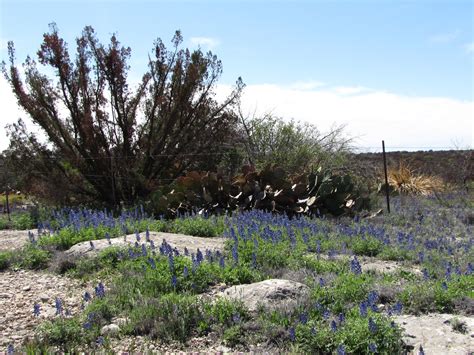 Bluebonnets In West Texas Travel Spot Travel Pictures West Texas