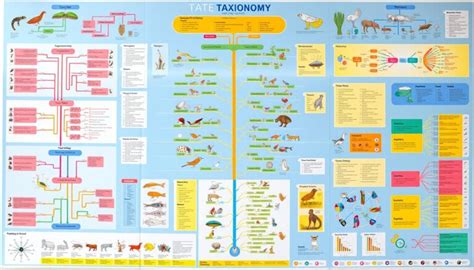 Mnemonics for Remembering Scientific Classifications – Last Minute Read 