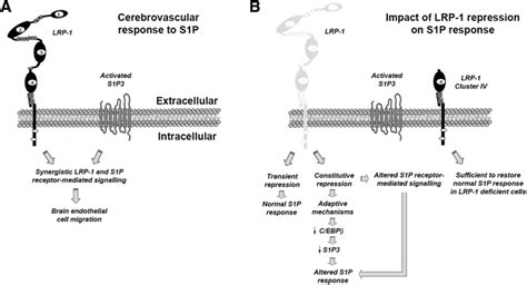 Summarizing Scheme Of The Synergistic Lrp And S P Receptor Mediated