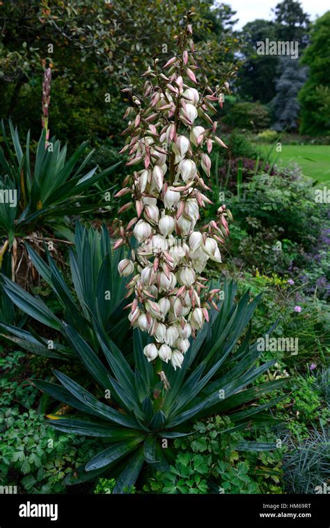 Yucca Gloriosa Flower Spike Slowers Flowering Spire Spires Spikes