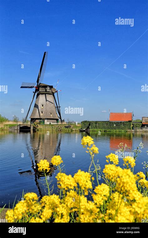 Windmill In Kinderdijk Unesco World Heritage Site South Holland Netherlands Europe Stock