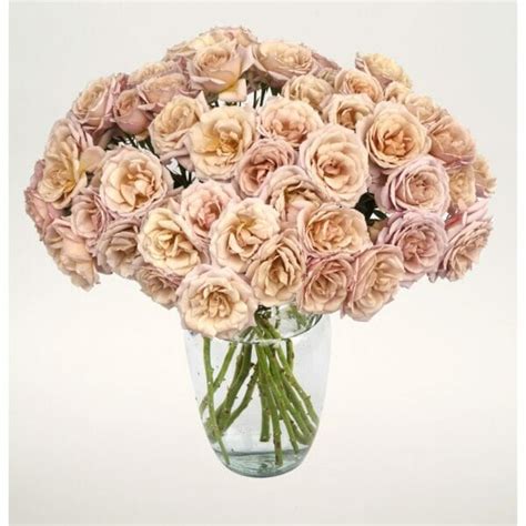 Wabara Ioli Spray Roses Garden Roses Direct