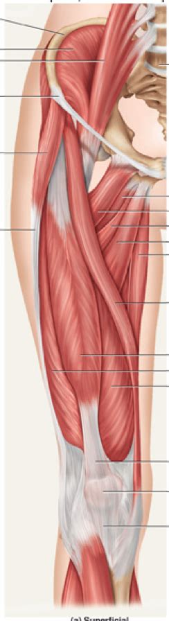 Superficial View Of Lower Limb Thigh And Knee Diagram Quizlet