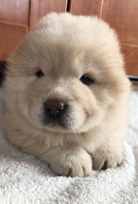 Chow Chow Suczka Opole Lubelskie OLX Pl