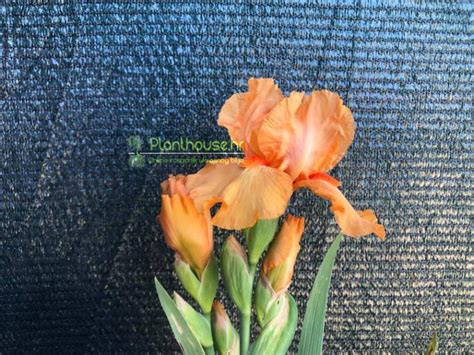 Perunika Iris Germanica Apricot Silk Sadnice