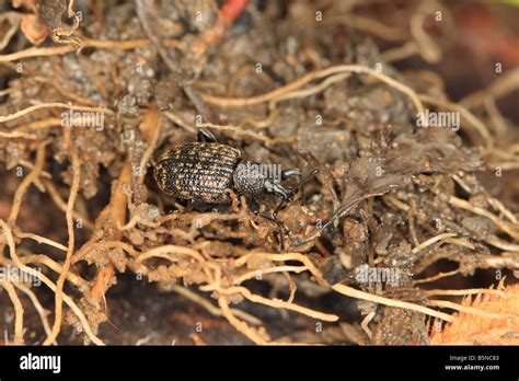 Vine Weevil Otiorhynchus Sulcatus Lays Its Eggs Amongst Plant Roots