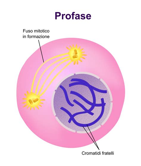 Ciclo Cellulare Mitosi E Meiosi Ripasso Di Scienze