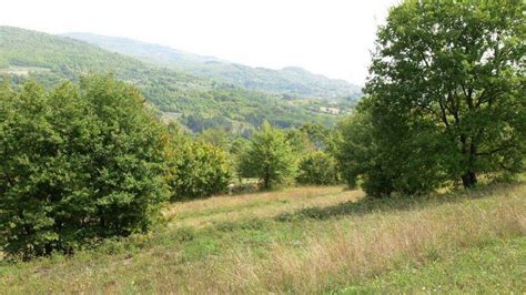 Baciano Riserva Di Caccia Vacanze Di Caccia Italia Regalo Fagiano