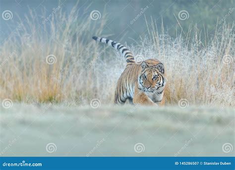 Chasse De Tigre Sib Rien Dans La Haute Herbe Jaune Photo D Angle Faible