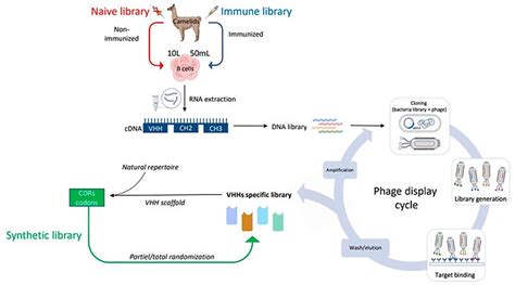 Features And Applications Of Vhh Molecules Creative Diagnostics