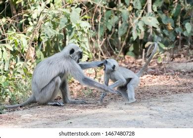 464 Langoor Monkey Images, Stock Photos & Vectors | Shutterstock