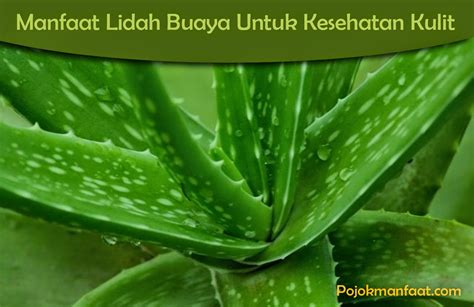 Manfaat Lidah Buaya Untuk Kesehatan - Homecare24