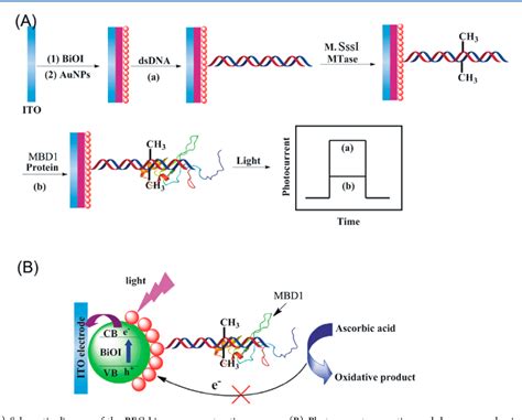 Photoelectrochemical DNA Biosensors Semantic Scholar