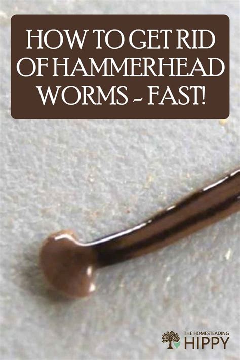 How To Get Rid Of Hammerhead Worms Fast