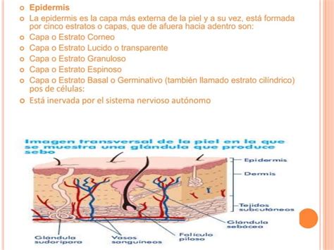 Piel Anatomia Anexos Estructura Y Funciones Ppt