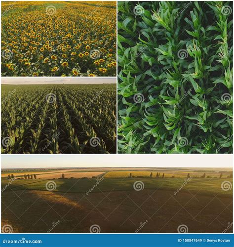 Agriculture Fields Collage Stock Image Image Of Field Ecological