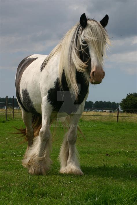 Irish Cob Horse By Tinkerlady On Deviantart