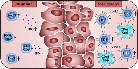 Frontiers Characteristics Of Tumor Infiltrating Lymphocytes Prior To