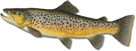 Free Png Fish Png Images Transparent Brown Trout Free Transparent