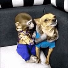 Monkey Dog GIF - Monkey Dog Love - Discover & Share GIFs