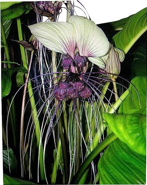 Weiße Fledermausblume White Bat Flower Tacca integrifolia 10 Samen