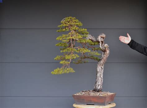 shinrai-bonsai.eu