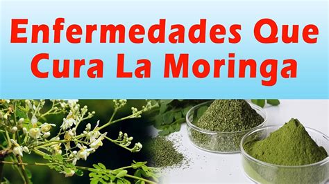 7 Beneficios De La Semilla De Moringa Para La Salud Femenina Que Debes