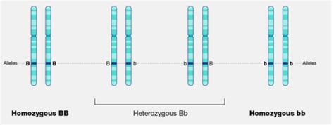 Week Biology Flashcards Quizlet