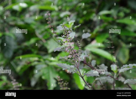 Tulsi Inflorescence Hi Res Stock Photography And Images Alamy