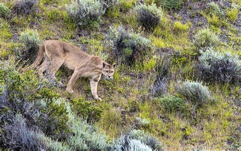 Wildlife in Torres del Paine | Swoop Patagonia