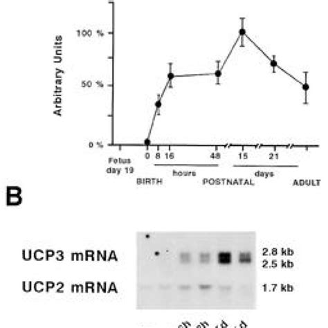 Developmental Regulation Of Ucp Mrna In Skeletal Muscle The