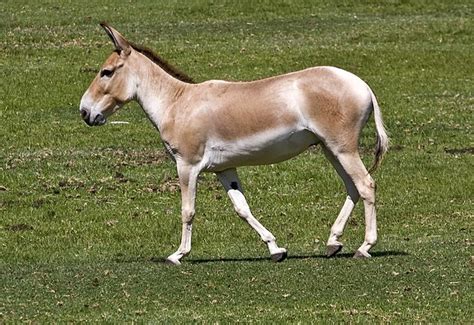 Equidae - Wikipedia