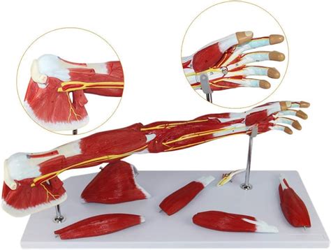 Parfait Pour Les études Danatomie Modèles De Science De Lanatomie