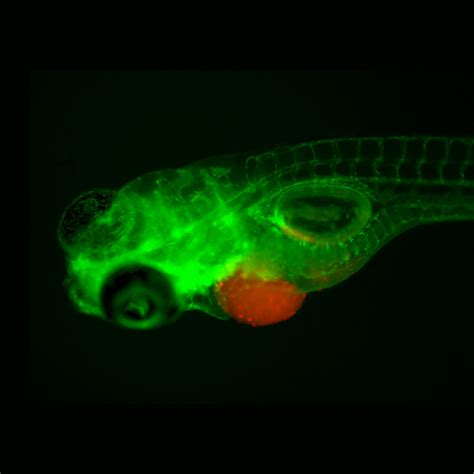 Zebrafish Larvae Host Tumours To Test Treatments