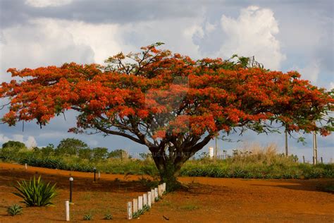 Beautiful Orange Flamboyant Tree Brazil by EyeInFocus on DeviantArt