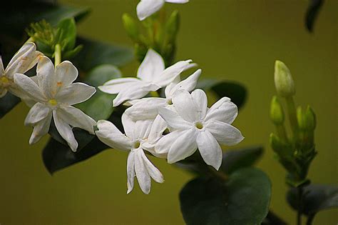 Jui Flower Information In Marathi - जुई फुलांची माहिती मराठी