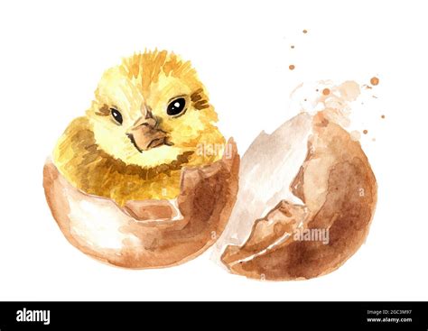 Newborn Small Fluffy Yellow Chicken Hatched From An Egg Hand Drawn