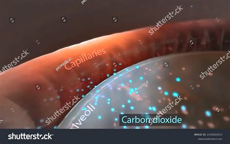 Bronchiolitis Inflammation Bronchioles Stock Illustration 2143020251 | Shutterstock