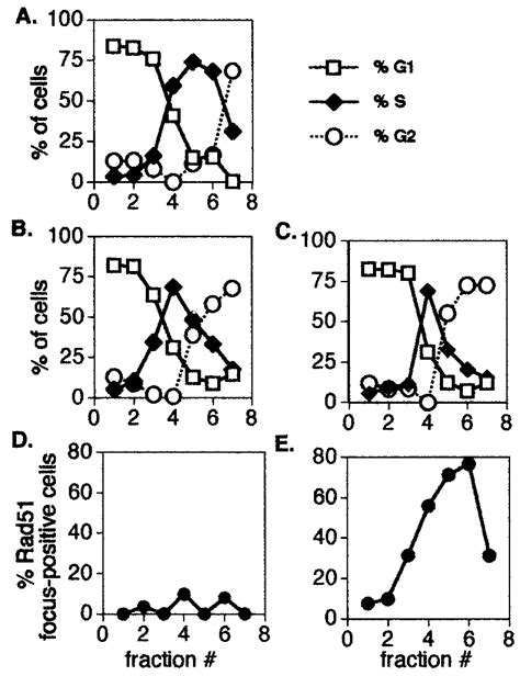 Radiation Induction Of Rad51 Foci Is Cell Cycle Stage Dependent