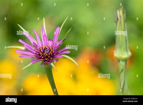 Close Up Of A Common Salsify Tragopogan Porrifolius Flower In Bloom