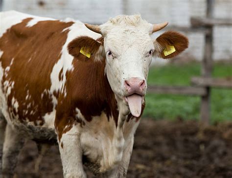 Royalty Free Funny Cow Pictures, Images and Stock Photos - iStock