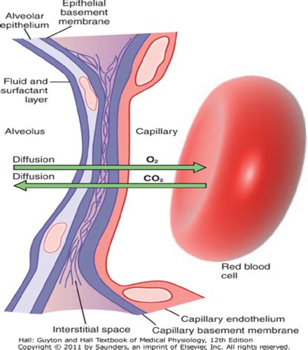 Block Lecture Oxygen Transport In The Blood Part Flashcards