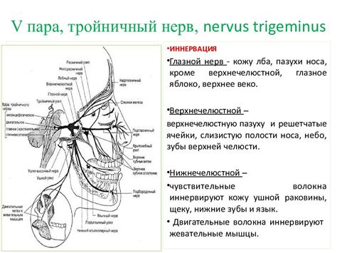 Тройничный нерв рисунок (49 фото) скачать бесплатно