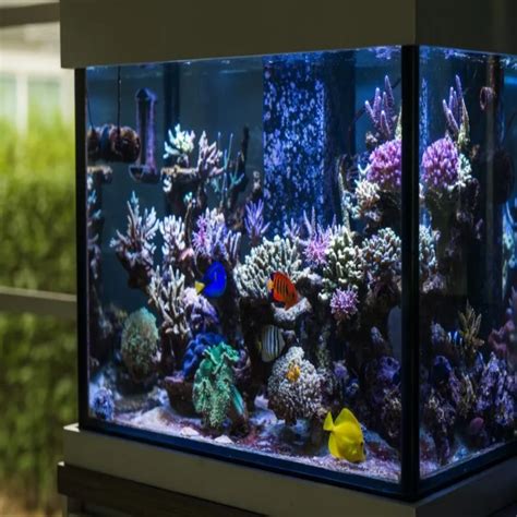 Dive Into Luxury Marine Aquarium Inches For Aquatic Opulence